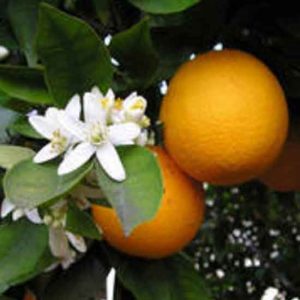 neroli bergamot