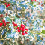 Holly Berry Fragrance Oil